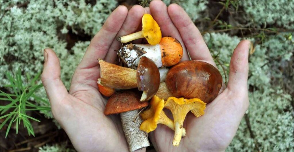 How to Pick Mushrooms Safely How to Pick Mushrooms Safely